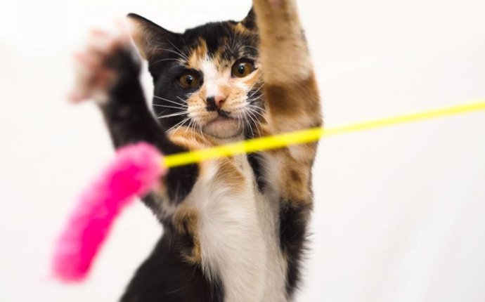 Cats for adoption bay area