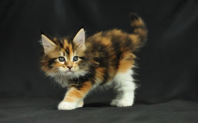 Cats for adoption in houston