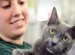 Best Place To adopt A cat