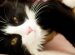 Cat adoption surrey BC