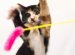 Cats for adoption bay area