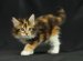 Cats for adoption in houston