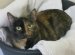 Chimera cat for adoption