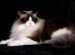 Ragdolls cats for adoption