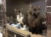 Spca cats for adoption