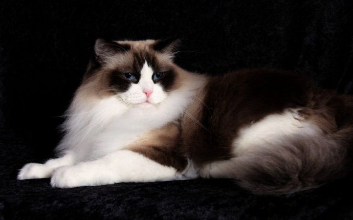 Ragdolls cats for adoption