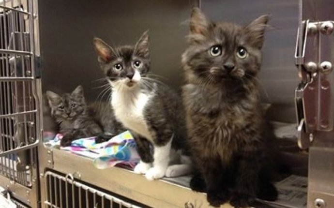Spca cats for adoption