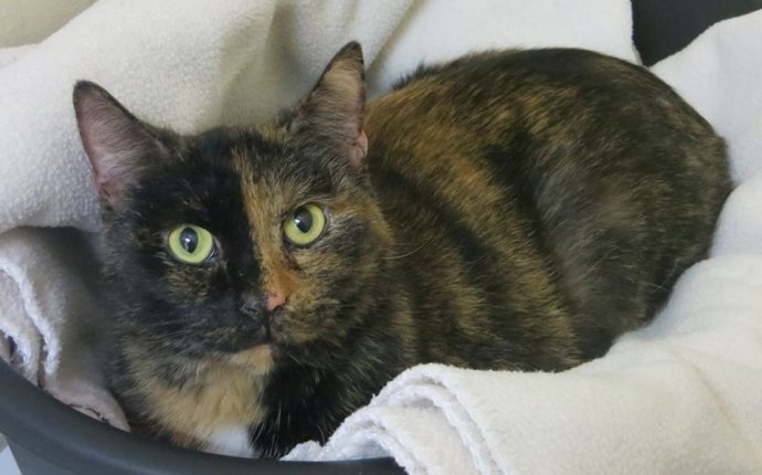 Chimera cat for adoption