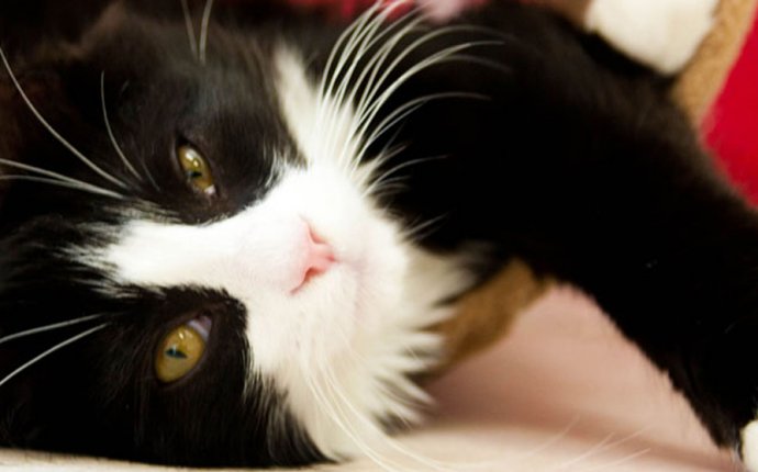 Cat adoption surrey BC
